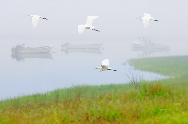 Photograph Mitchell Funk White Birds In Fog on One Eyeland